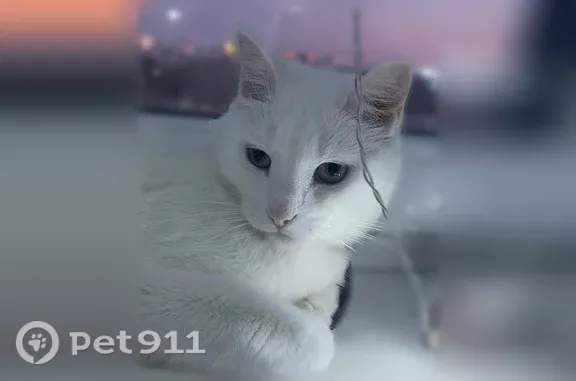 Пропала кошка, Тавда, Дорожная, д. 9 — белый, с разными глазами - photo