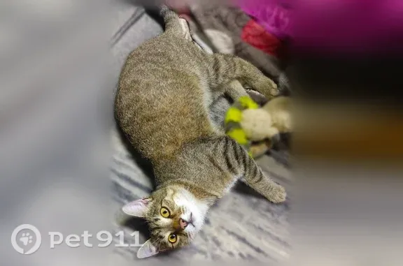 Пропала кошка, Куса, Ленина, д. 42, Куса — кастрированная, с пёстрой спинкой, жёлтые глаза - photo