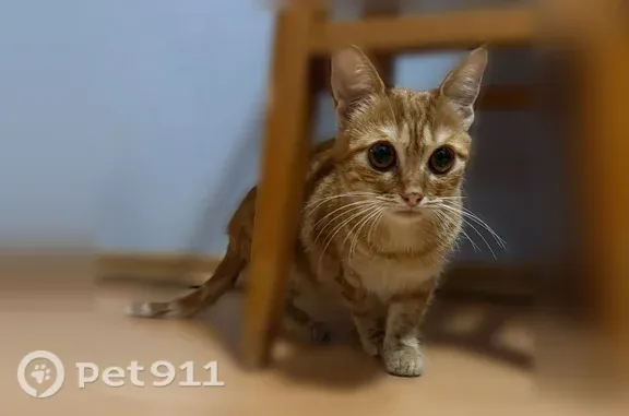 Найдена кошка, Ростов-на-Дону, фото: Найдена кошка, Ленина, д. 48, Ростов-на-Дону — девочка, на вид около 5 месяцев