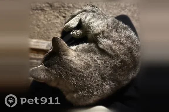 Найдена кошка, Чебоксары, фото: Найдена кошка, Чебоксары, 9-й Пятилетки, д. 2, Чебоксары — серая, сама подошла и замурчала