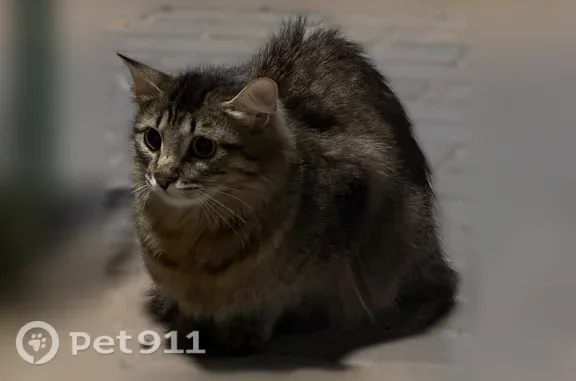 Найдена кошка, Набережные Челны, фото: Найдена кошка, Орловского кладбища, Набережные Челны — была очень голодной
