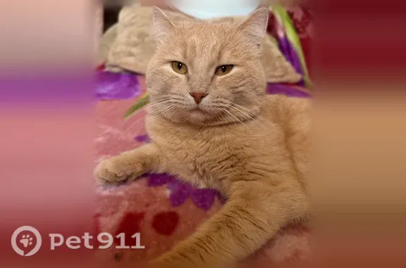 Пропала кошка, Соколовая, д. 47, Саратов — светло-рыжий, ласковый кот - photo