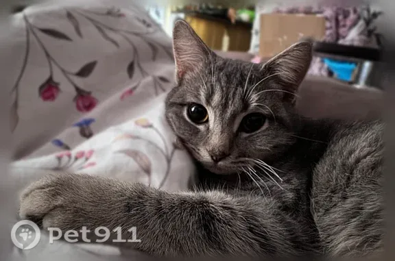 Пропала кошка, Невинномысск, Чайковского, д. 9А — серый, короткие лапки - photo