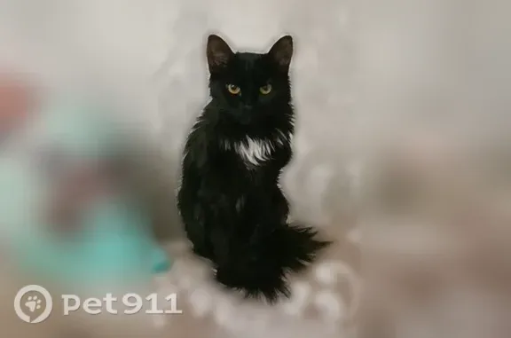 Пропала кошка, Ангарская, Москва — маленькая, похожа на котёнка - photo