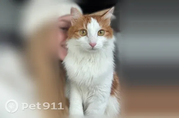 Кошки потеряшки, , фото: Потеряшка кошка, Поселок городского типа Краснооктябрьский, Транспортная, д. 12 — рыже-белая, пушистый хвост