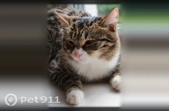 Пропала кошка, Екатеринбург — серо-белая тигровая, молоденькая - photo