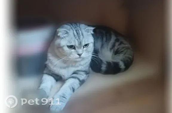 Пропала кошка, Пересвет, Королева, д. 2 — шотландка Аза, вислоухая - photo