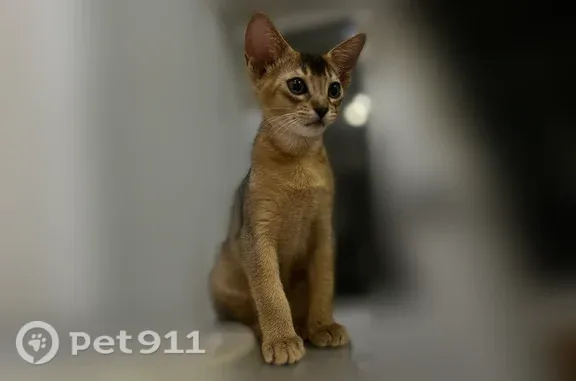 Пропала кошка, Казань, Дачная, д. 5 — абиссинский котёнок, 4 месяца - photo