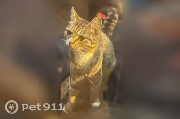 Найдена кошка, Красноярск, фото: Найдена кошка, Микуцкого, д. 12, Красноярск — серая полосатая
