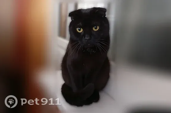 Пропала кошка, Тульская, Воронеж — пугливый вислоухий кот, кастрирован - photo