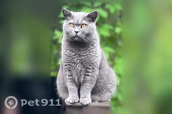 Пропала кошка, Поселок Малышево, Озерная, д. 23 — серо-голубая, хорошо откликается на имя - photo