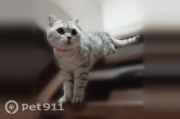 Пропала кошка, Гоголя, д. 112, Ейск — светло-серая, очень спокойная и ласковая - photo