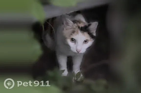 Найдена кошка, Уфа, фото: Найдена кошка, Октября, Уфа — с котятами, живёт в кустах