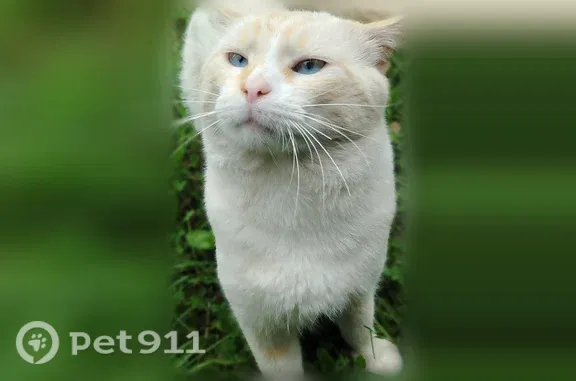 Кошки потеряшки, Псков, фото: Найдена кошка, Псков — молодой котик тайской породы, игривый