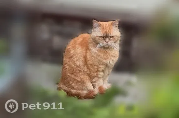 Пропала кошка, Слобода Караяшник, Почтовая, д. 3 — рыжая в коричневую полоску, 13 лет - photo