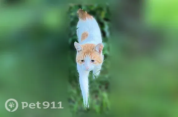 Найдена кошка, д. аргомыжского, Нижний Новгород — ласковая, белая с рыжими пятнами на спинке - photo