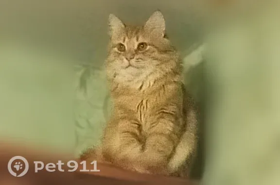 Пропала кошка, Дзержинск, Циолковского, д. 81 — рыжая, пушистая, жёлтые глаза - photo