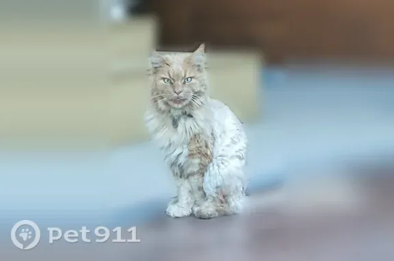 Кошки потеряшки, Челябинск, фото: Потеряшка кошка, Челябинск — мейн-кун, хвост подстрижен