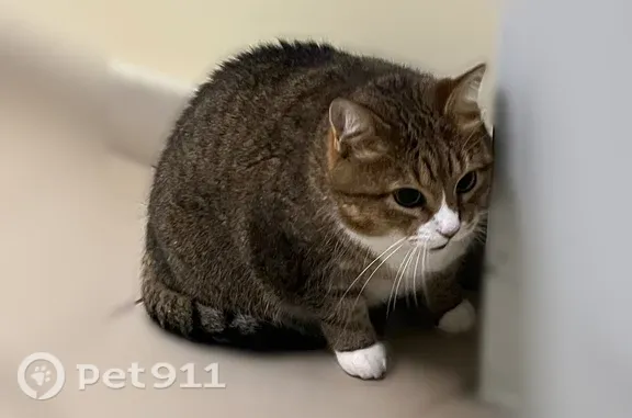 Найдена кошка, Ярославль, фото: Найдена кошка, Ярославль, 2-й Брагинский, д. 9 — скумбриевый окрас, боится