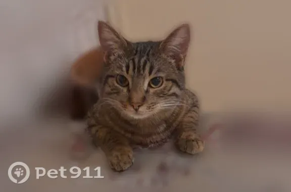 Кошки потеряшки, Щёкино, фото: Потеряшка кошка, Щекино, Ленина, Щёкино — ласковый и ручной, отзывается на кличку Вася