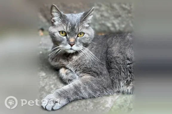 Пропала кошка, Ботаническая, Киров — британец, 16 лет - photo
