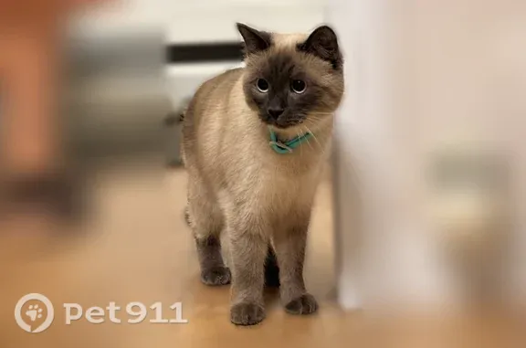 Найдена кошка, Нижнекамск, фото: Найдена кошка, Нижнекамск, Шинников, д. 81 — бирюзовый ошейник, ласковая, приучена к лотку