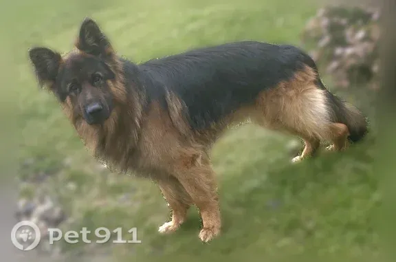 Пропала собака, Лежневская, д. 55, Иваново — немецкая овчарка Тайсон - photo