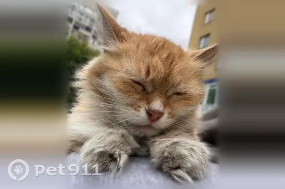 Объявления о пропавших и найденных животных, Нижний Новгород, фото: Найдена кошка, Мира, д. 5, Нижний Новгород — очень ручная, без ошейника