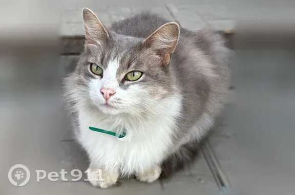 Кошки потеряшки, Йошкар-Ола, фото: Найдена кошка, Йошкар-Ола, Баумана, д. 16 — ласковая, с зелёным резиновым ошейником