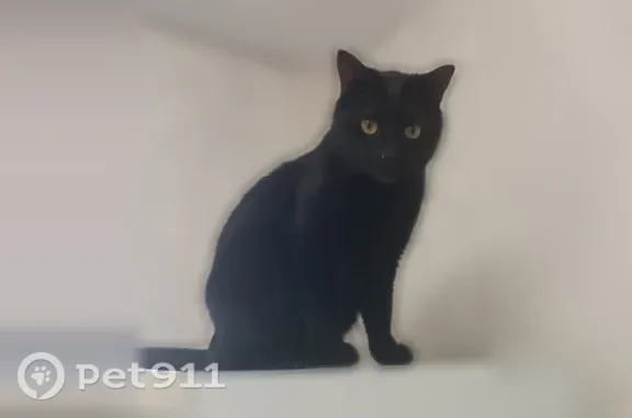 Кошки потеряшки, Истра, фото: Потеряшка кошка, Территория ТСН Талицы-1 (деревня Талицы) (г Истра), Истра — ласковый и добрый кот Ластик