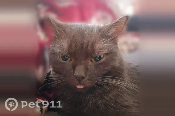 Пропала кошка, Белебей, Сыртлановой, д. 1А — худенькая, маленькая, кличка Шкода - photo