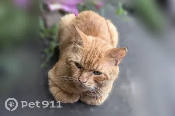 Найдена кошка, Тверь, фото: Найдена кошка, Тверь, Степана Разина, д. 19 — рыжий котёнок с ранами на шее и холке