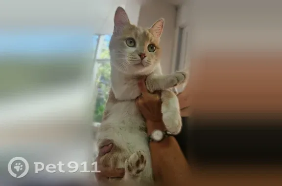 Найдена кошка, Ставрополь, фото: Найдена кошка, Ставрополь, д. 63 Б, Ставрополь — топчет компы и читает папки
