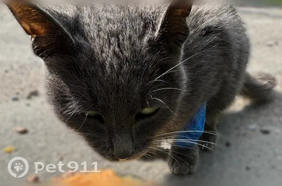Найдена кошка, Красногорск, фото: Найдена кошка, Красногорск, Пушкинская, д. 20 — серо-голубой котёнок с катетером на лапе