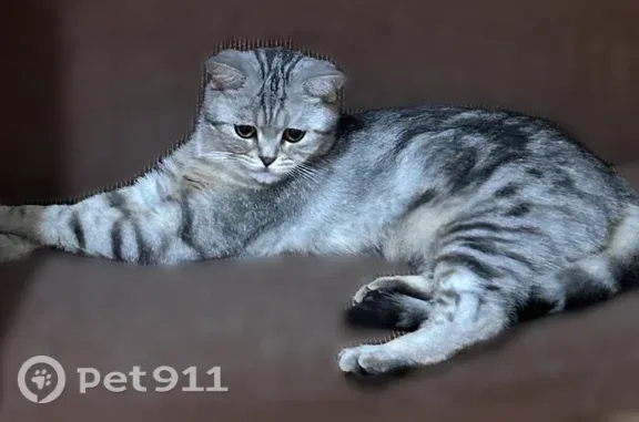 Пропала кошка, Салехард, Зои Космодемьянской, д. 59 — светло-серая с тёмными полосками - photo