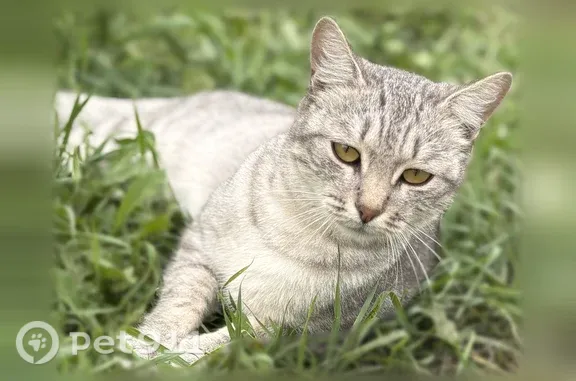 Объявления о пропавших и найденных животных, Карасук, фото: Найдена кошка, Карасук — молодая мышеловка, не боится людей