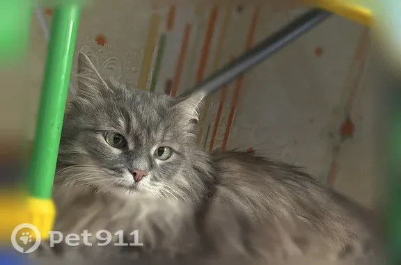 Найдена кошка, Озерск, фото: Найдена кошка, Озерск, Луначарского, д. 13