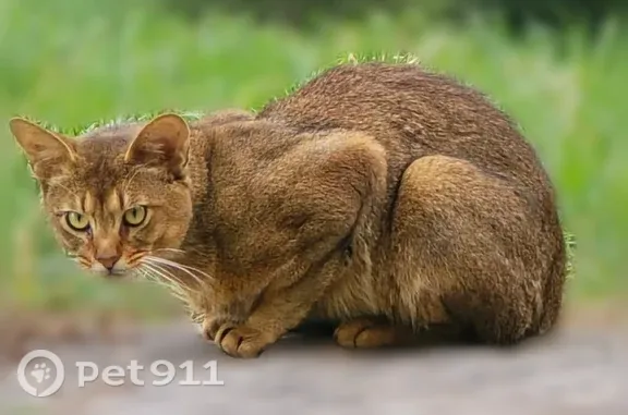 Кошки потеряшки, Санкт-Петербург, фото: Найдена кошка, Район Приморский (г Санкт-Петербург), Королёва, д. 3 2, Санкт-Петербург — абиссинская, испугана, не идет на контакт