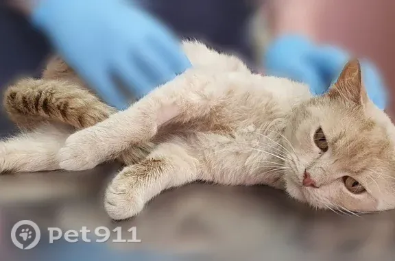 Найдена кошка, Воронеж, фото: Кошка ищет дом, Новосибирская, Воронеж — ласковый, добрый