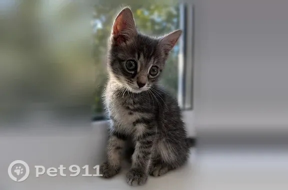 Найденные животные Тюмень, фото: Найдена кошка, Федюнинского, д. 13, Тюмень — любознательная и активная