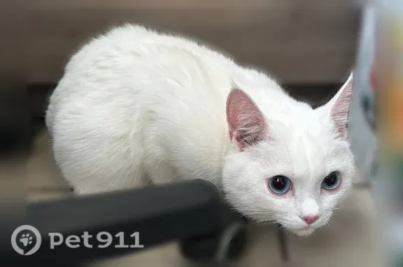 Найдена кошка, Москва, фото: Найдена кошка, Москва, Шарикоподшипниковская, д. 28 — белая, ласковая, идет к рукам