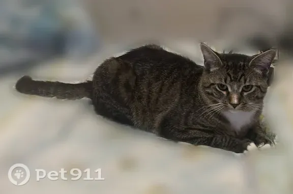 Пропала кошка, Территория снт Лупполово, д. 52, Лупполово — крупный полосатый кот Клаус, откликается на кличку - photo
