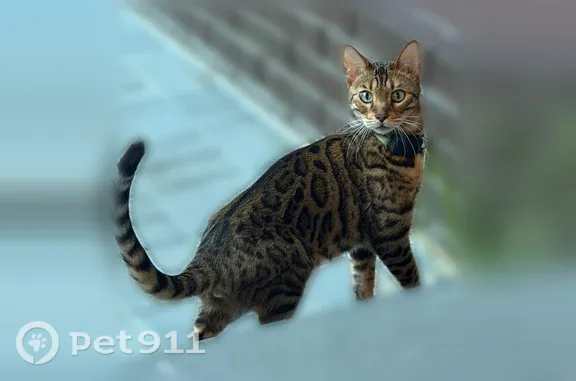 Пропала кошка, Анкудиновское, Нижний Новгород — бенгальский кот, откликается на кличку «Дарвин» - photo