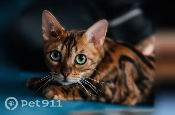 Пропала кошка, Район Волжский (г Саратов), Прудовая, д. 17, Саратов — бенгальская, 5 лет, около 3 кг - photo
