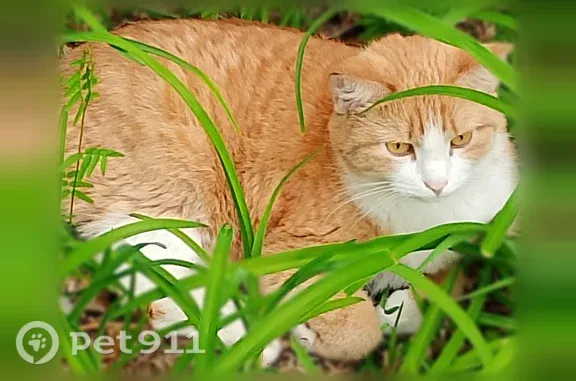 Найденные животные Кемерово, фото: Найдена кошка, Химиков, д. 15, Кемерово — рыжая с белым, очень ласковая