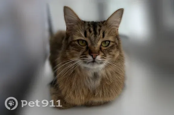 Пропала кошка, Мира, д. 23, Йошкар-Ола — коричневого окраса в полоску, ласковая - photo
