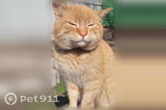 Пропала кошка, Привокзальный, Воронеж — рыжая с белой мордой, поцарапанная - photo