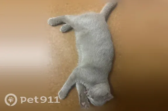 Кошки потеряшки, Гусев, фото: Потеряшка кошка, Гусев — серый котёнок, британский