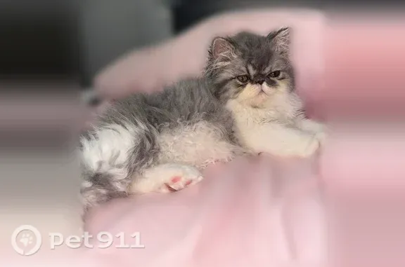 Найдена кошка, Реутов, фото: Кошка ищет дом, Реутов, Носовихинское, д. 43, Реутов — чистокровный перс, любит обнимашки