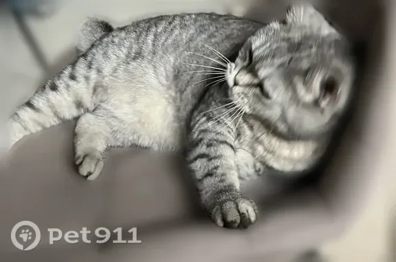 Пропала кошка, Новочеркасск, Изобильная, шотландец, 8 лет - photo